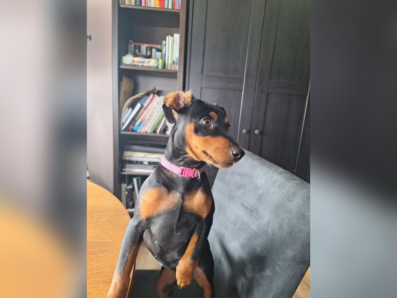 Zwergpinscher Welpen(Reinrassig) suchen ein liebevolles Zuhause