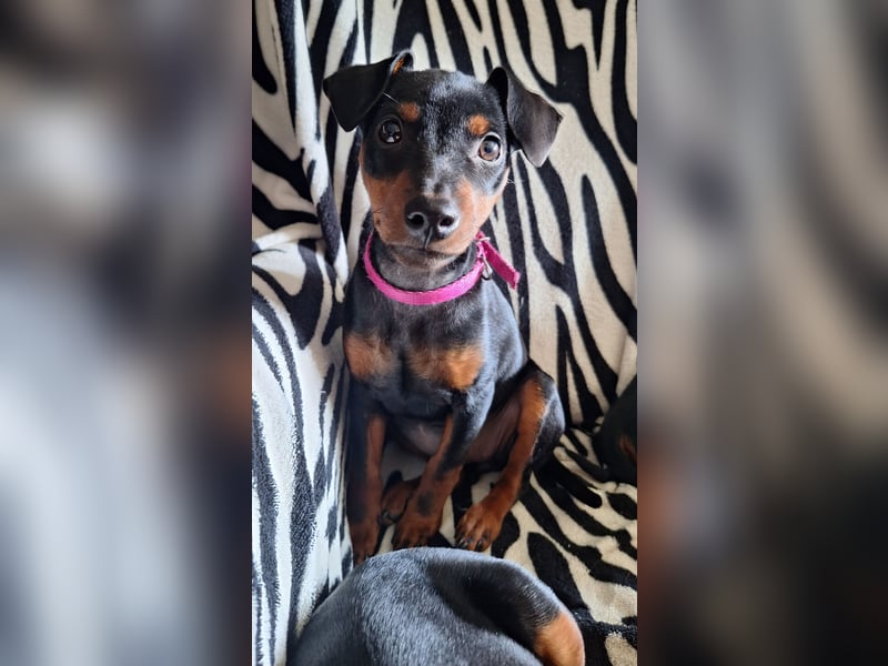 Zwergpinscher Welpen(Reinrassig) suchen ein liebevolles Zuhause