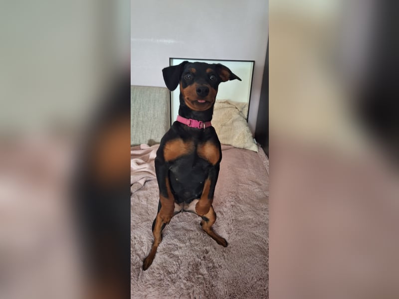 Zwergpinscher Welpen(Reinrassig) suchen ein liebevolles Zuhause