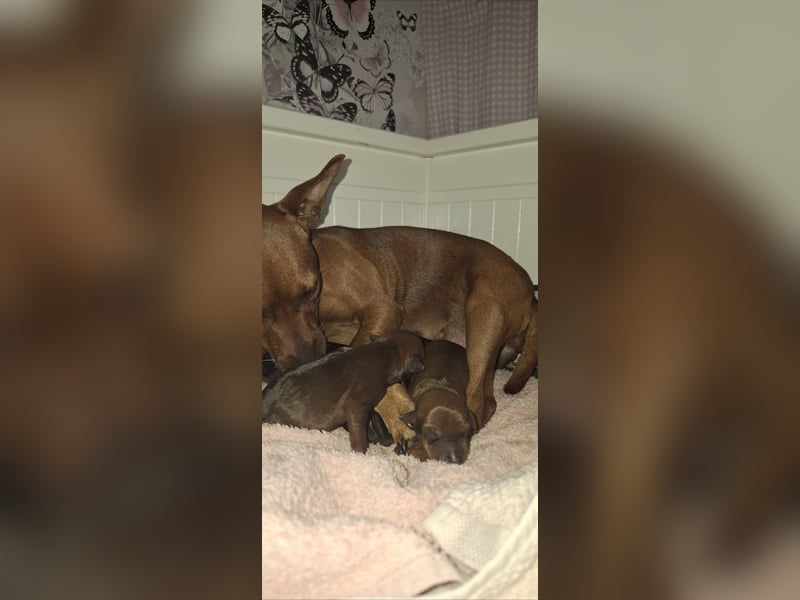 Zwergpinscher Welpen(Reinrassig FCI)