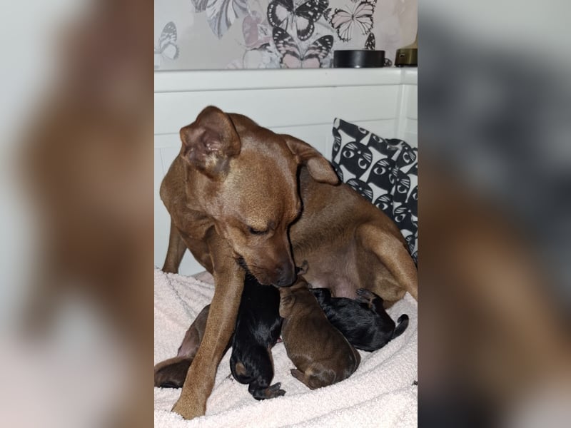 Zwergpinscher Welpen(Reinrassig FCI)