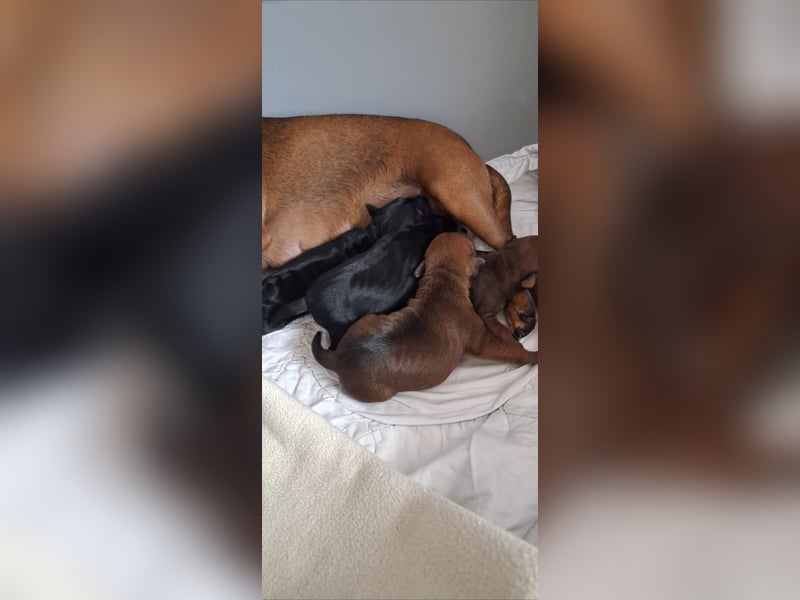 Zwergpinscher Welpen(Reinrassig FCI)