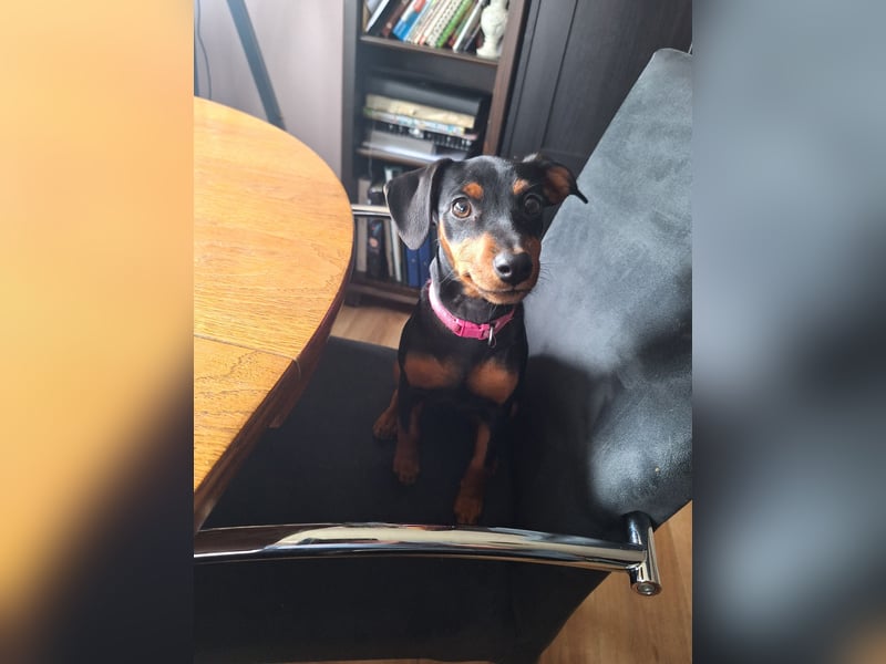 Zwergpinscher Welpen(Reinrassig) suchen ein liebevolles Zuhause
