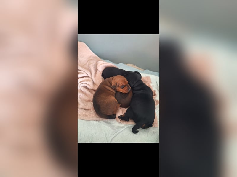 Zwergpinscher Welpen(Reinrassig FCI)