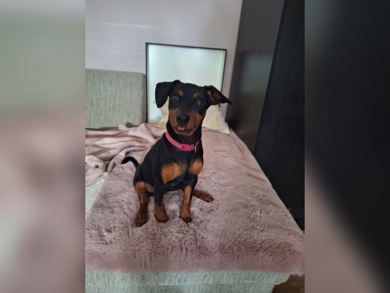 Zwergpinscher Welpen(Reinrassig) suchen ein liebevolles Zuhause