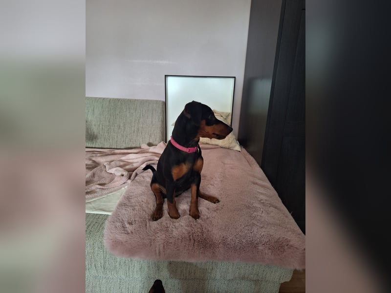 Zwergpinscher Welpen(Reinrassig) suchen ein liebevolles Zuhause
