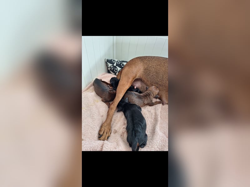 Zwergpinscher Welpen(Reinrassig FCI)