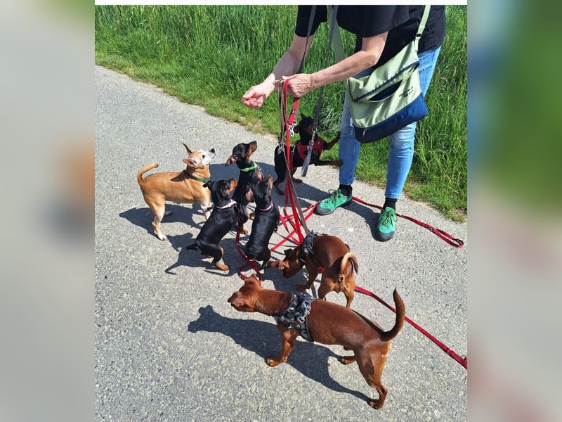 Zwergpinscher Welpen(Reinrassig) suchen ein liebevolles Zuhause