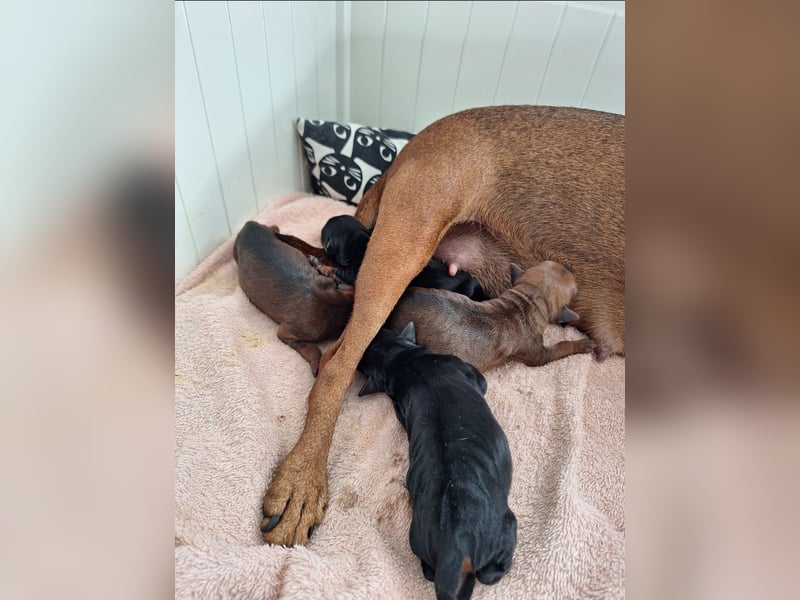 Zwergpinscher Welpen(Reinrassig FCI)
