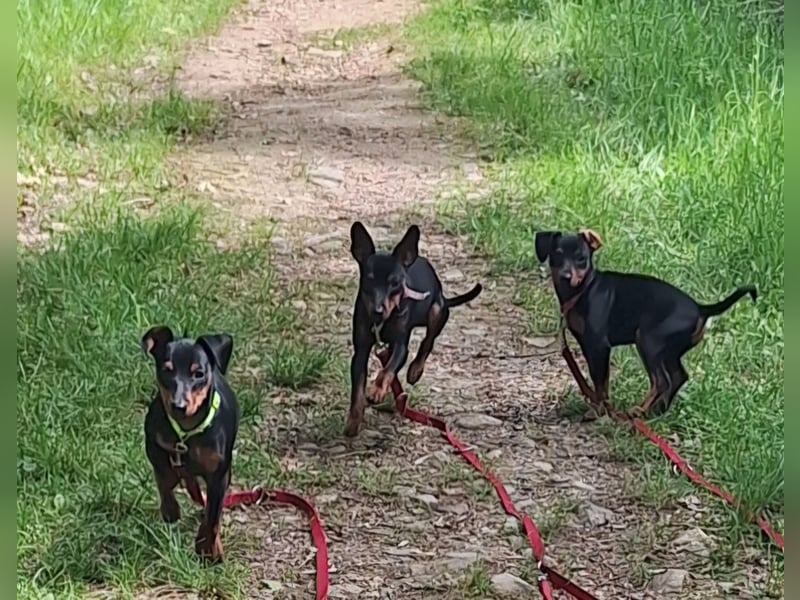 Zwergpinscher Welpen(Reinrassig) suchen ein liebevolles Zuhause