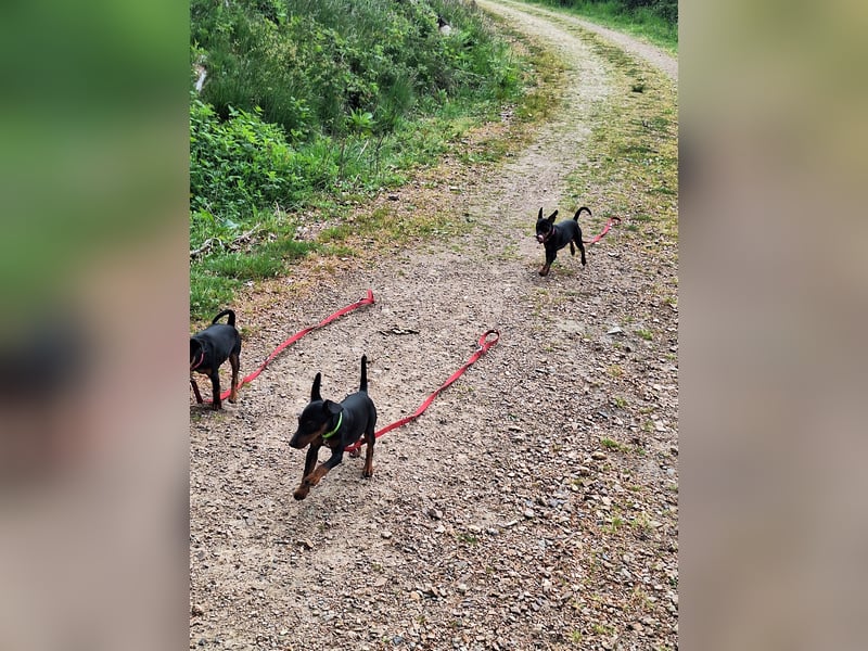 Zwergpinscher Welpen(Reinrassig) suchen ein liebevolles Zuhause