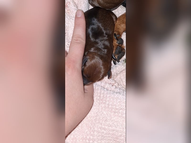 Zwergpinscher Welpen(Reinrassig FCI)