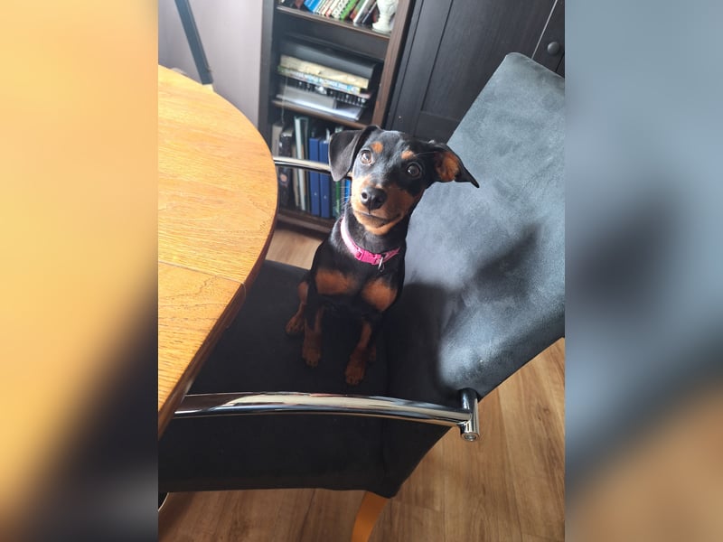 Zwergpinscher Welpen(Reinrassig) suchen ein liebevolles Zuhause