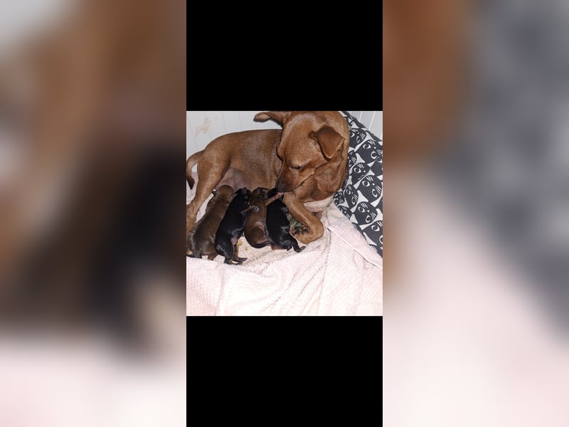 Zwergpinscher Welpen(Reinrassig FCI)