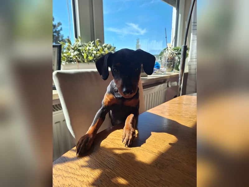 Zwergpinscher Welpen(Reinrassig) suchen ein liebevolles Zuhause