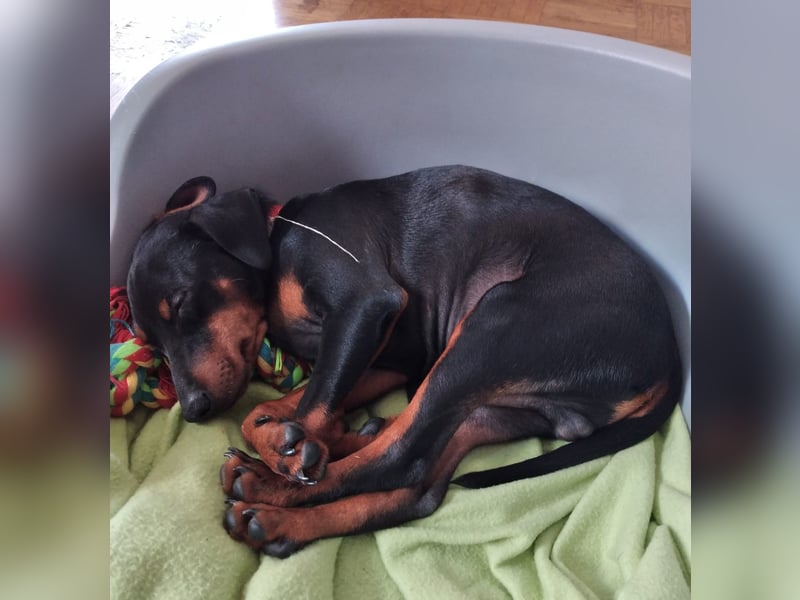 Zwergpinscher Welpen(Reinrassig) suchen ein liebevolles Zuhause