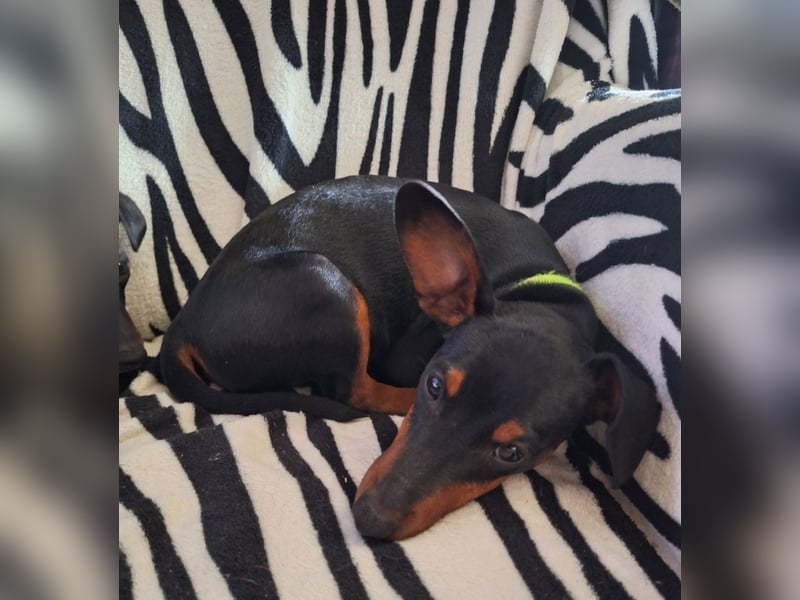 Zwergpinscher Welpen(Reinrassig) suchen ein liebevolles Zuhause