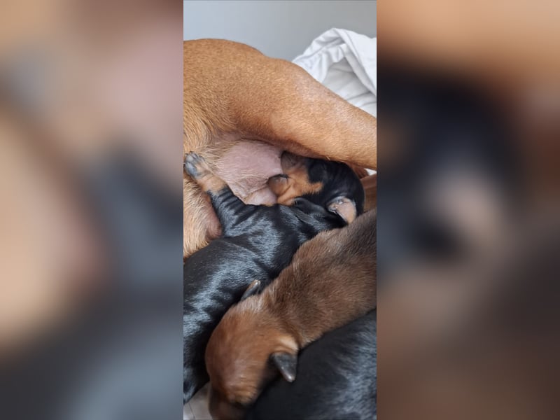 Zwergpinscher Welpen(Reinrassig FCI)
