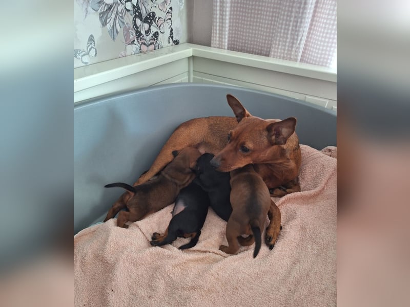 Zwergpinscher Welpen(Reinrassig FCI)