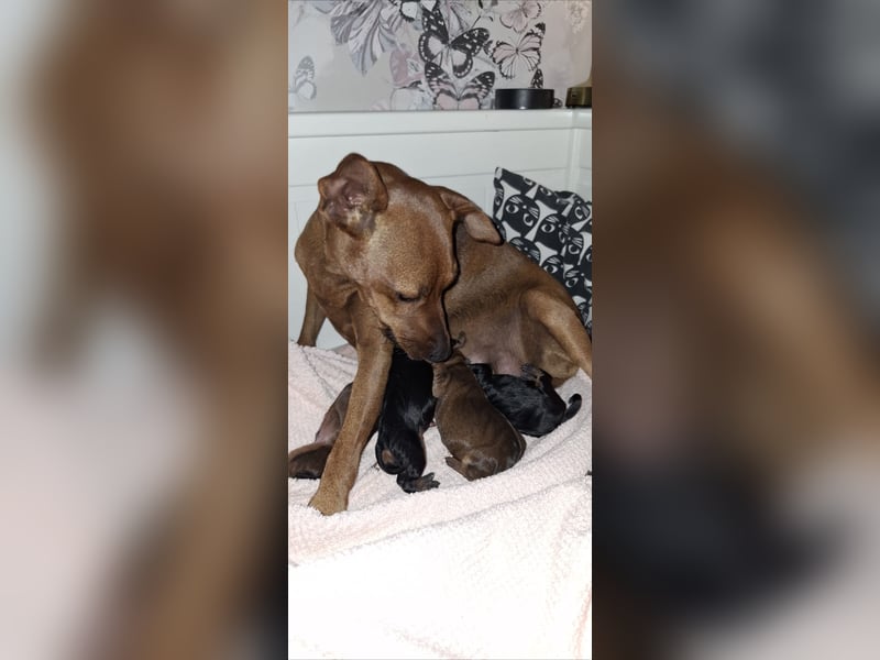 Zwergpinscher Welpen(Reinrassig FCI)