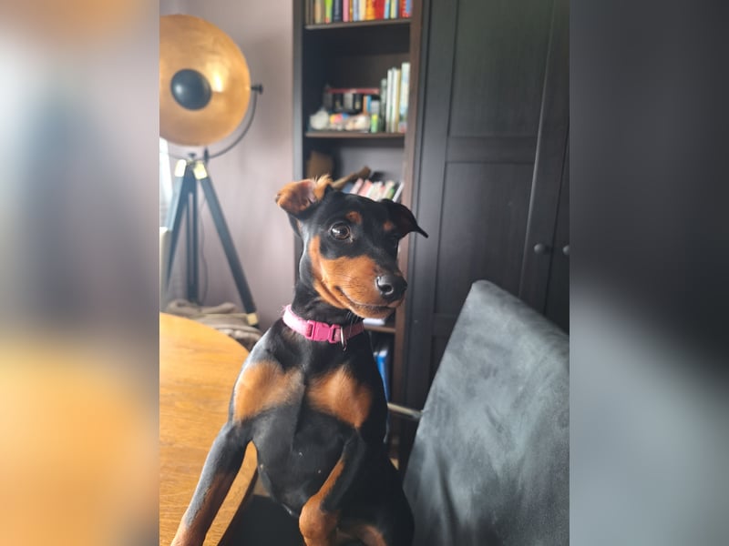 Zwergpinscher Welpen(Reinrassig) suchen ein liebevolles Zuhause