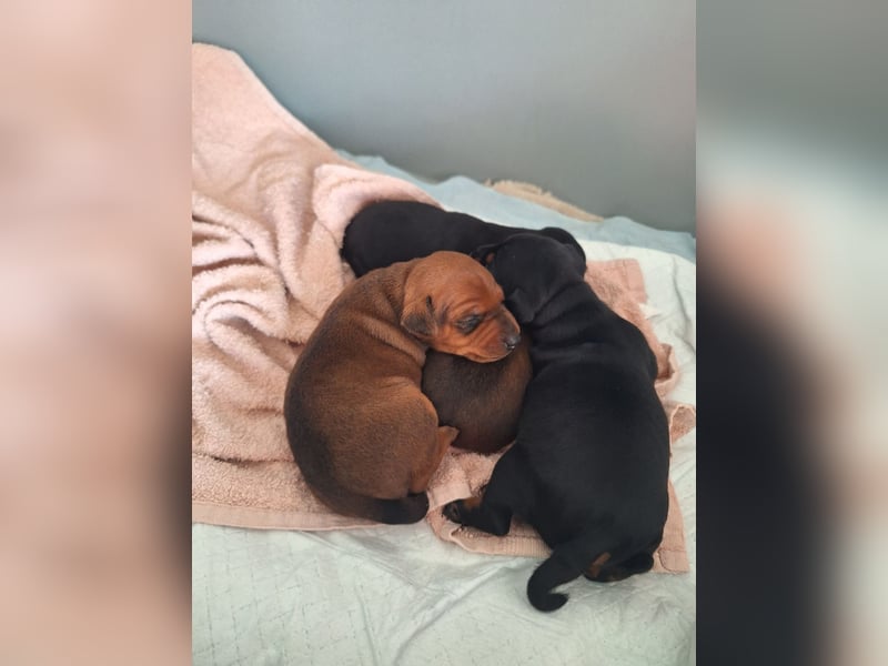 Zwergpinscher Welpen(Reinrassig FCI)