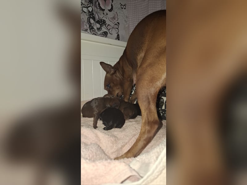 Zwergpinscher Welpen(Reinrassig FCI)