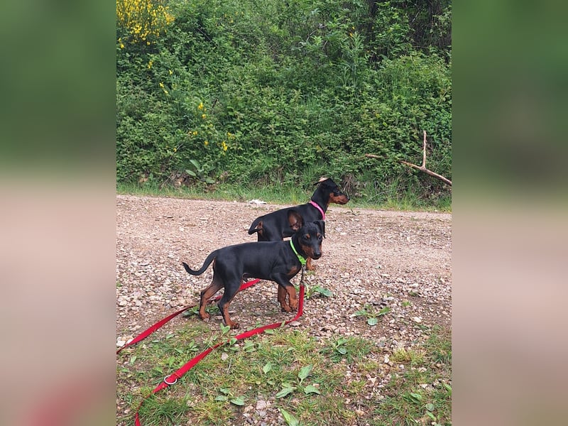 Zwergpinscher Welpen(Reinrassig) suchen ein liebevolles Zuhause