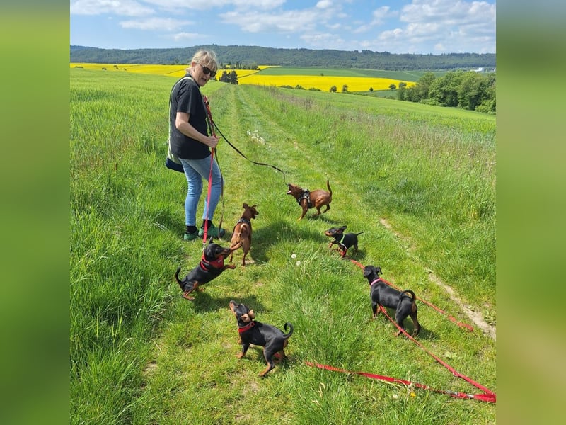 Zwergpinscher Welpen(Reinrassig) suchen ein liebevolles Zuhause