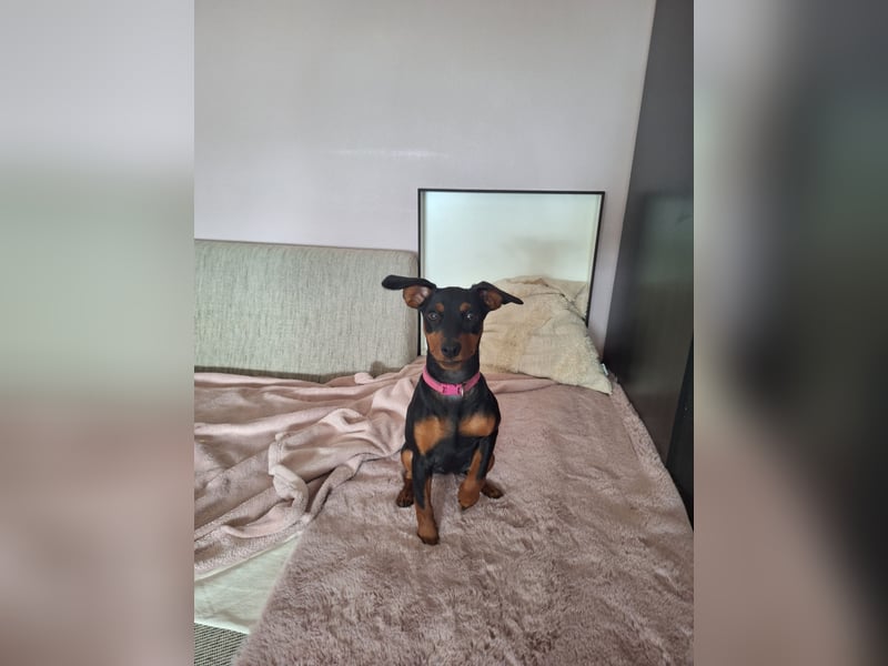 Zwergpinscher Welpen(Reinrassig) suchen ein liebevolles Zuhause
