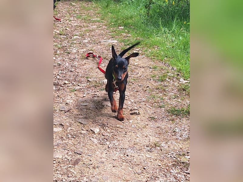 Zwergpinscher Welpen(Reinrassig) suchen ein liebevolles Zuhause