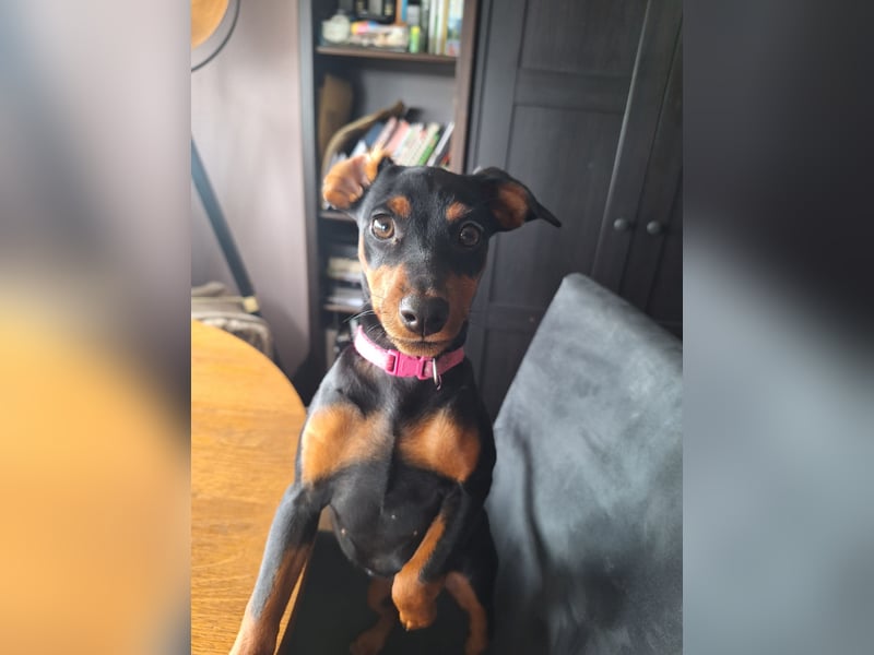 Zwergpinscher Welpen(Reinrassig) suchen ein liebevolles Zuhause