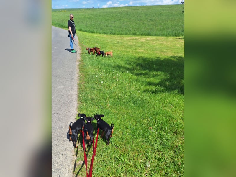Zwergpinscher Welpen(Reinrassig) suchen ein liebevolles Zuhause