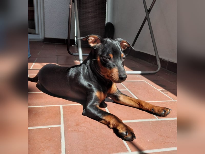 Zwergpinscher Welpen(Reinrassig) suchen ein liebevolles Zuhause