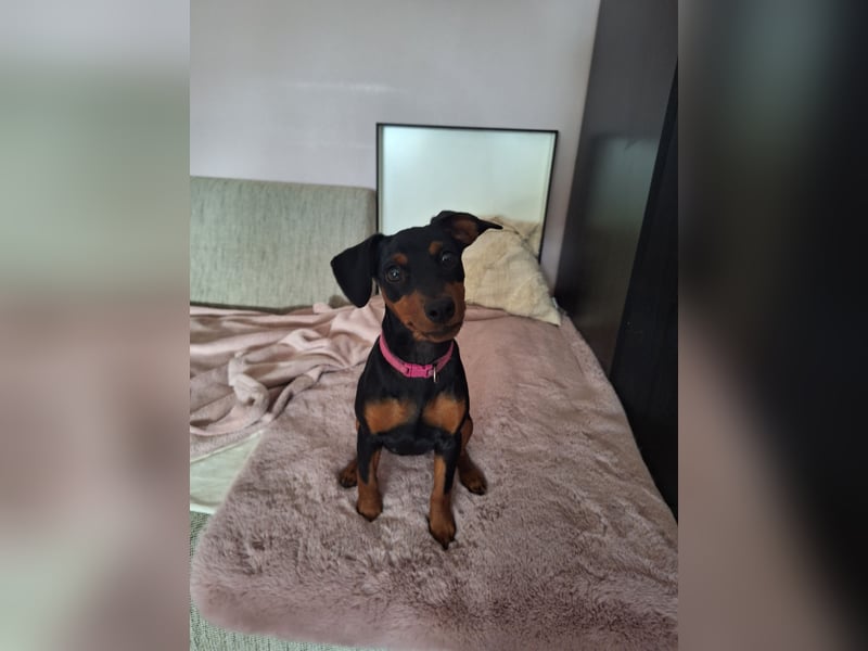 Zwergpinscher Welpen(Reinrassig) suchen ein liebevolles Zuhause