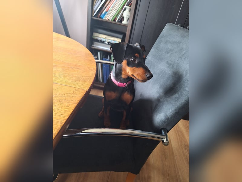 Zwergpinscher Welpen(Reinrassig) suchen ein liebevolles Zuhause