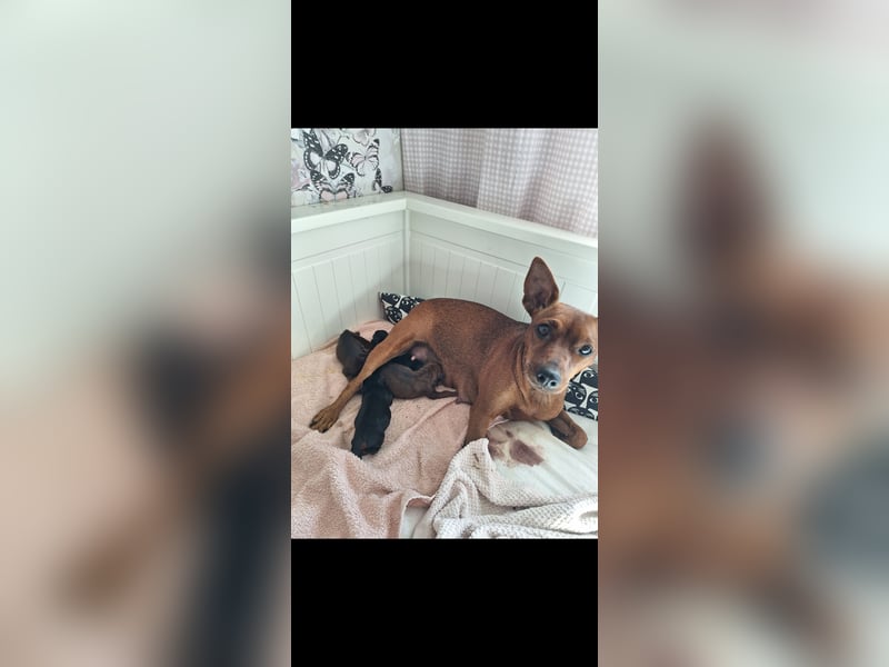 Zwergpinscher Welpen(Reinrassig FCI)