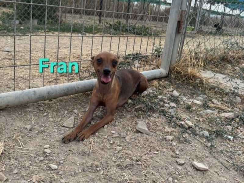 Fran geb. 01/2023 (ESP) - wunderschöner, sanfter Pinscher will Vertrauen neu lernen!