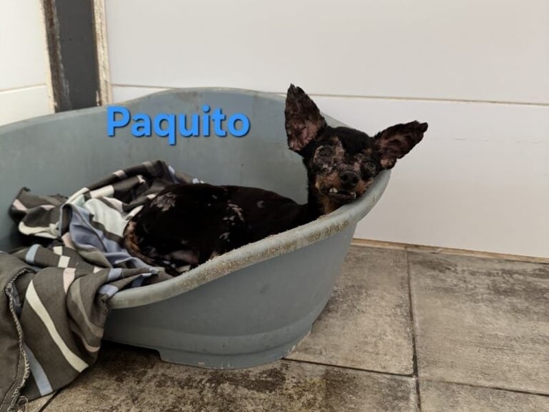 Paquito geb. 01/2021 (ESP) - kleiner Pinscher sucht sein Glück!