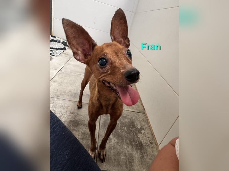 Fran geb. 01/2023 (ESP) - wunderschöner, sanfter Pinscher will Vertrauen neu lernen!