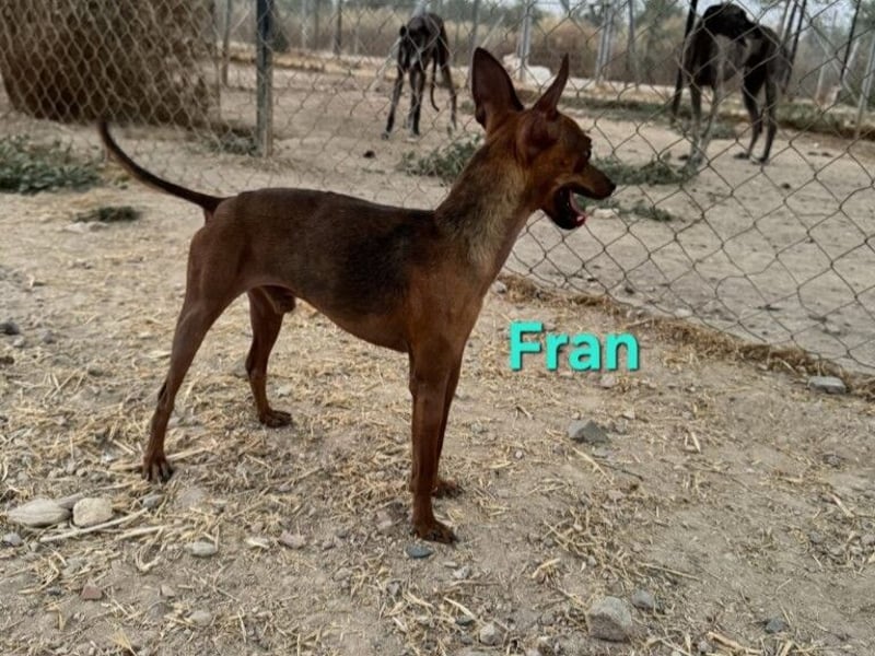 Fran geb. 01/2023 (ESP) - wunderschöner, sanfter Pinscher will Vertrauen neu lernen!