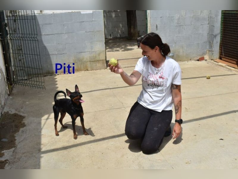 Piti geb. 05/2025 (ESP) - gutgelaunter Pinschermann sucht neuen Wirkungskreis ;)