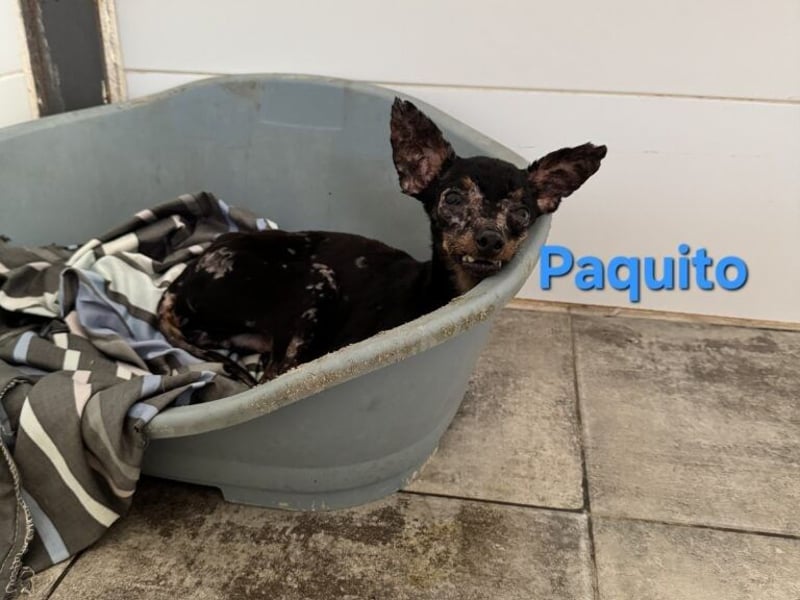 Paquito geb. 01/2021 (ESP) - kleiner Pinscher sucht sein Glück!