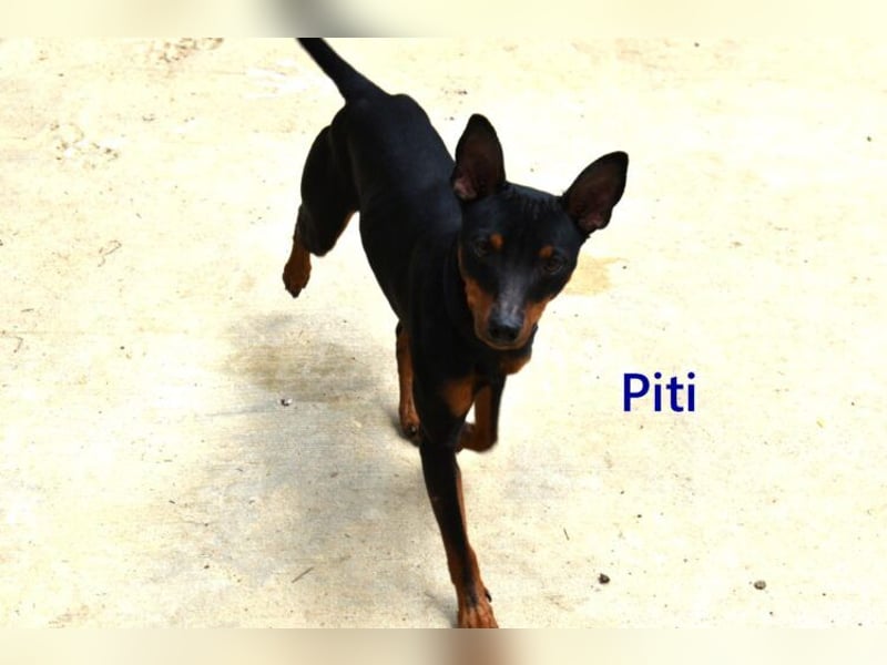 Piti geb. 05/2025 (ESP) - gutgelaunter Pinschermann sucht neuen Wirkungskreis ;)