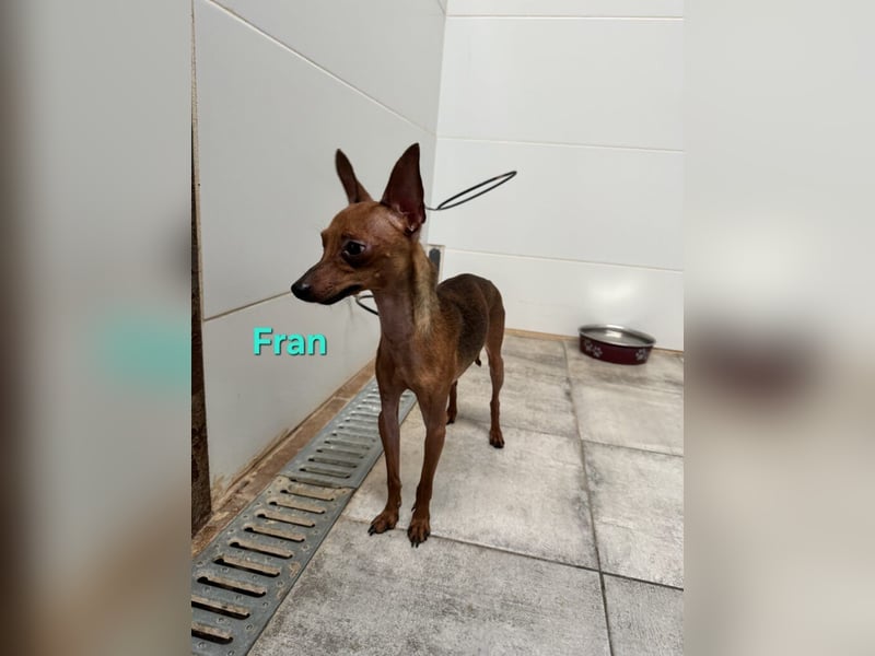 Fran geb. 01/2023 (ESP) - wunderschöner, sanfter Pinscher will Vertrauen neu lernen!