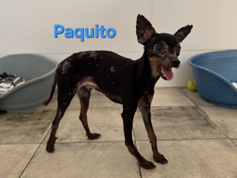 Paquito geb. 01/2021 (ESP) - kleiner Pinscher sucht sein Glück!