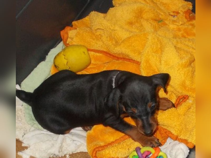 Welpe schwarz-rot Rüde