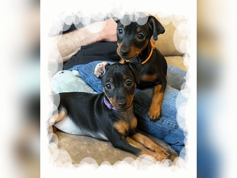 Welpe Rüde Schwarz-rot