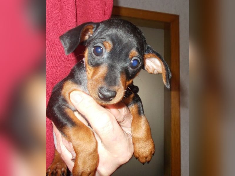 Welpe schwarz-rot Rüde