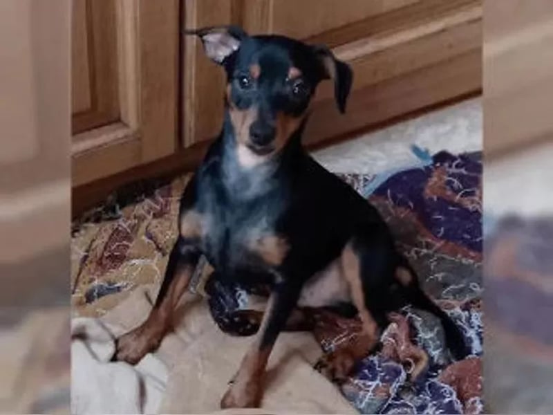 Welpe schwarz-rot Rüde